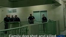 Family dog shot and killed by LAPD
