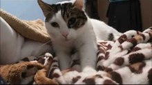 Cat Purrs and Kneeds Blanket