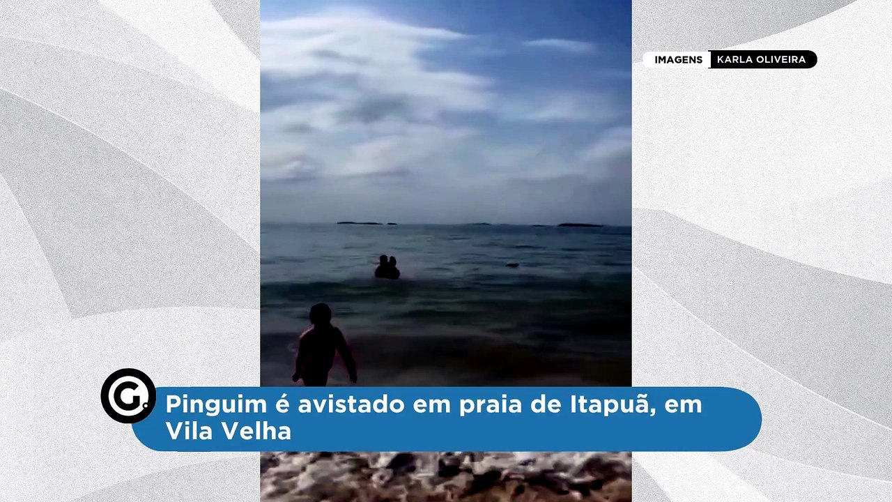Pinguim é avistado em praia de Itapuã, em Vila Velha