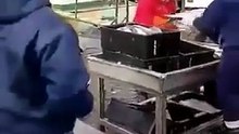 This Sea Lion Charges a Tiny “Fish Tax” for Peaceful Business