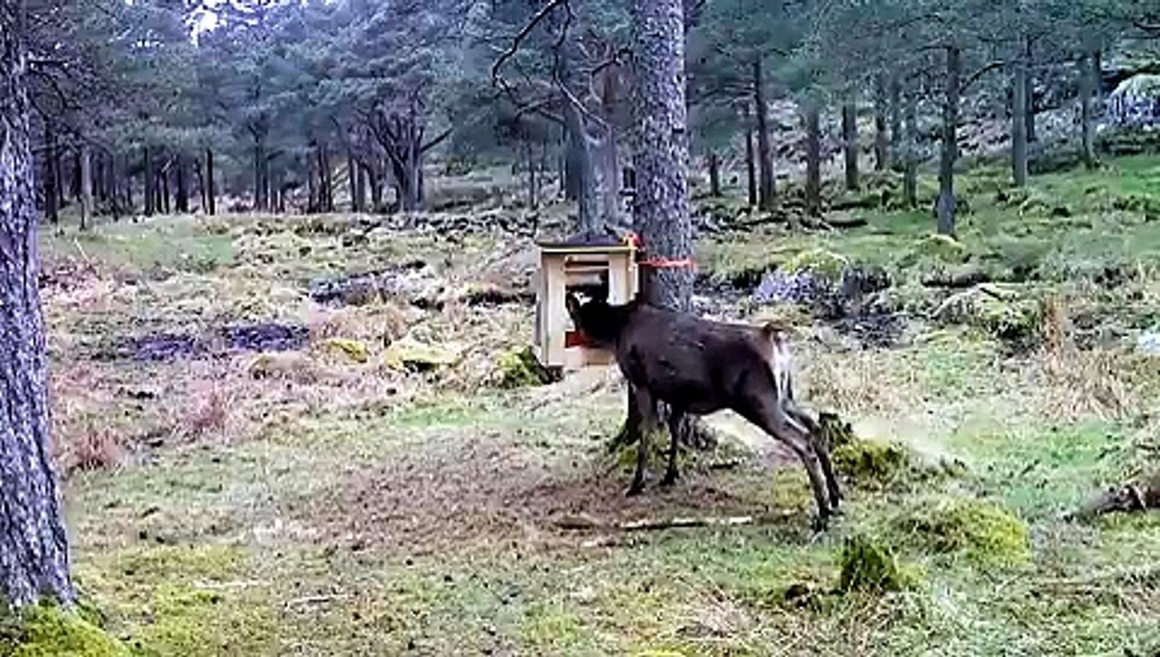 A New Innovation Could Track Wildlife Without Capturing Animals
