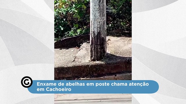Enxame de abelhas em poste chama atenção em Cachoeiro