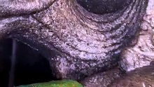 A Divine Sculpture with a Hidden Wonder