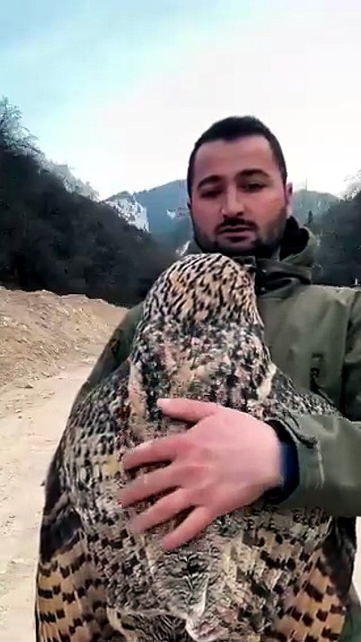 Meet Sofia, the Owl Who Thinks She’s a Cuddle Expert
