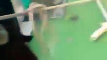A Dolphin Trapped in a Net—Then Fishermen Stepped In to Help