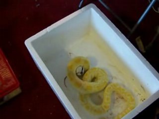 python molure vs rat 2