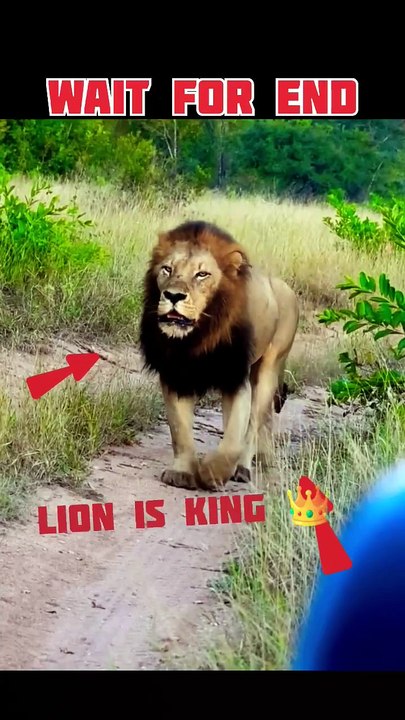 Lion is King but elephant is more powerful #shorts #animals #nature #lion #elephent #trending #viral #newvideo