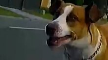 Australia equipa a sus carteros con un aerosol especial tras récord de ataques de perros