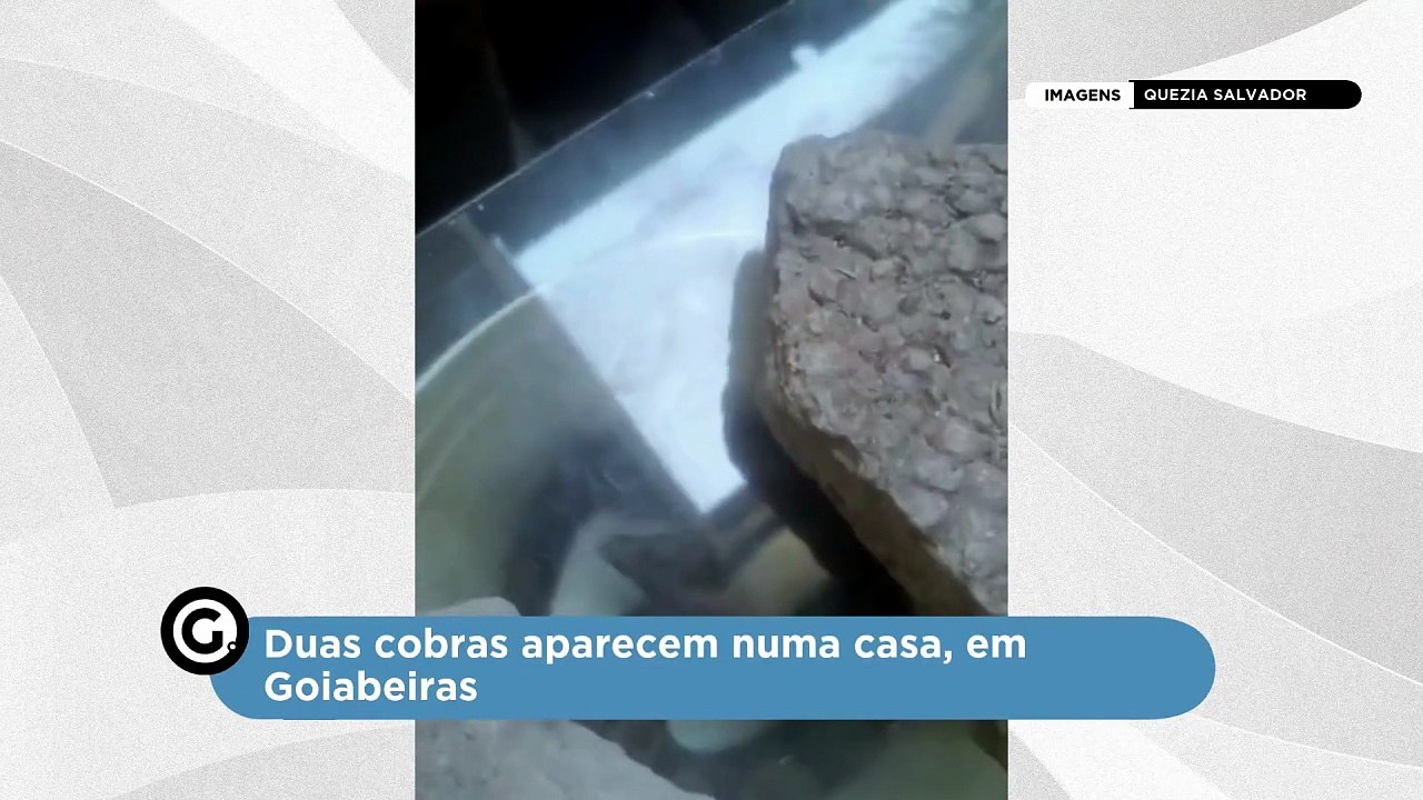 Duas cobras aparecem numa casa, em Goiabeiras