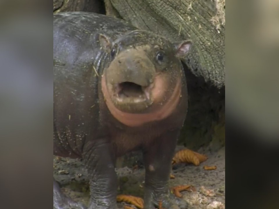 Von Brötchen kann dieses Hippo-Baby nicht genug bekommen
