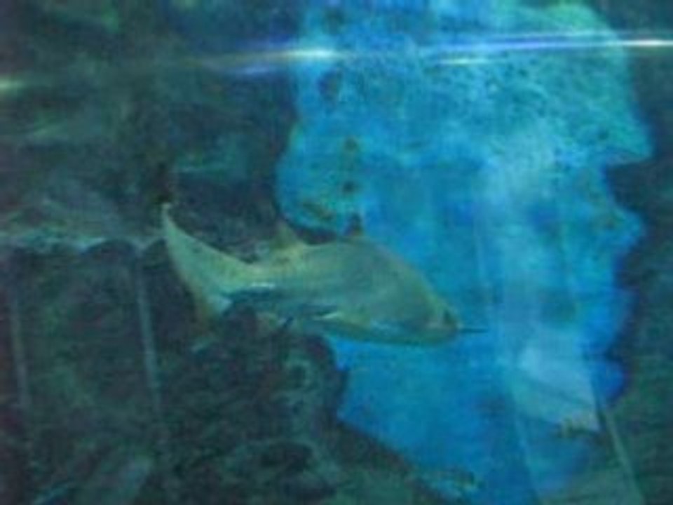 Requin