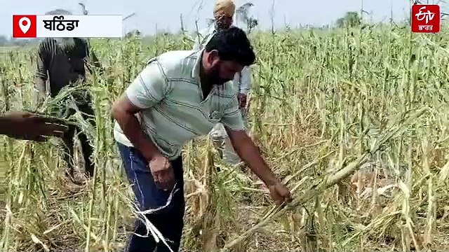 ਨਰਮੇ ਅਤੇ ਮੱਕੀ ਦੀ ਫ਼ਸਲ 'ਤੇ ਗੜੇਮਾਰੀ ਦਾ ਕਹਿਰ, ਕਿਸਾਨਾਂ ਦੀ ਸਰਕਾਰ ਤੋਂ ਅਪੀਲ