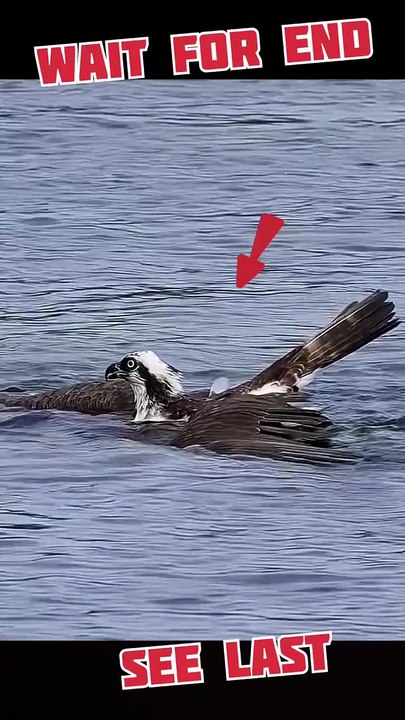 Falcon vs Fish: The Ultimate Aerial Strike! 🦅�...