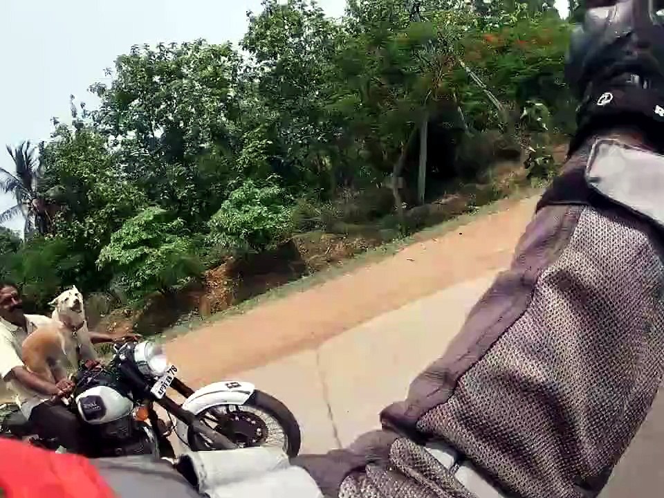 Cute adorable dog on a motorbike