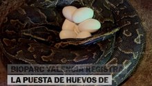Una PITÓN de Seba pone huevos en el Bioparc de Valencia