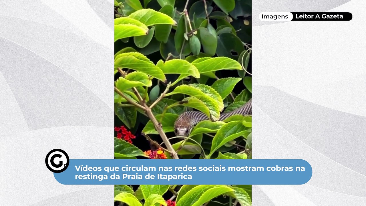 Cobras vistas na restinga de Itaparica indicam equilíbrio ambiental, explica biólogo