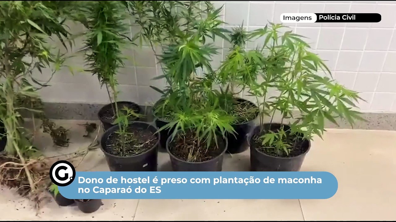 Dono de hostel é preso com plantação de maconha no Caparaó do ES