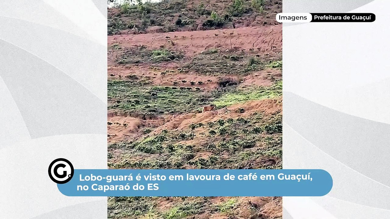 Lobo-guará é visto em lavoura de café em Guaçuí, no Caparaó do ES