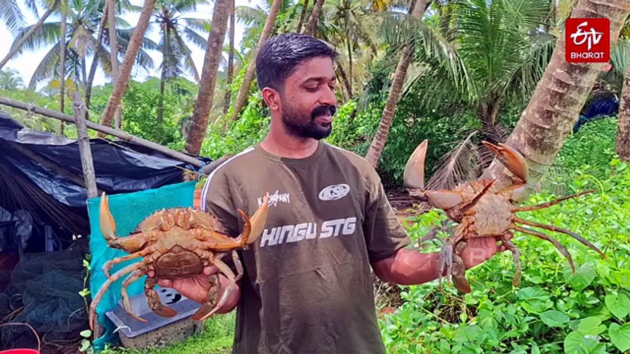 For This Farmer In Kasaragod, Crab Farming Is A Premium Business