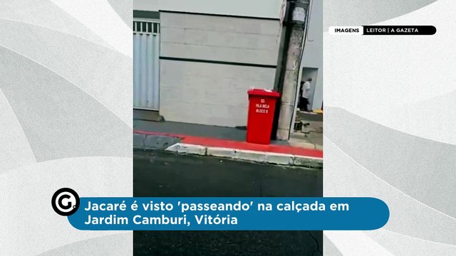 Jacaré é visto 'passeando' na calçada em Jardim Camburi, Vitória