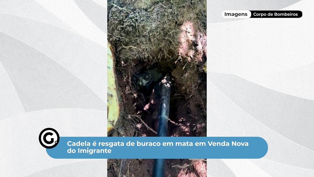 Cadela é resgata de buraco em mata em Venda Nova do Imigrante