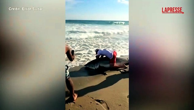 Usa, pescatore salva squalo bianco: rimuove l'amo e lo libera in acqua