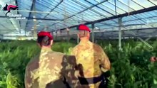Blitz a Uta, scoperto l'hub della marijuana: sequestrate 30mila piante in sei capannoni