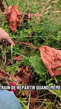 Rhubarbes : les plants ont pris cher mais pas tous... #rhubarbe #potager #jardinage