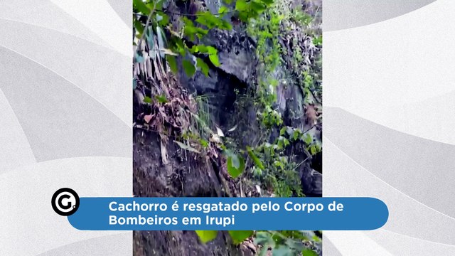 Cachorro é resgatado pelo Corpo de Bombeiros em Irupi