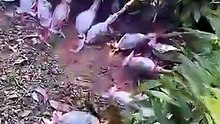 كيف تستنسخ شجرة كاملة باستخدام الطين فقط؟ #فواكه #مزارع #حديقة#viral #shorts #farming