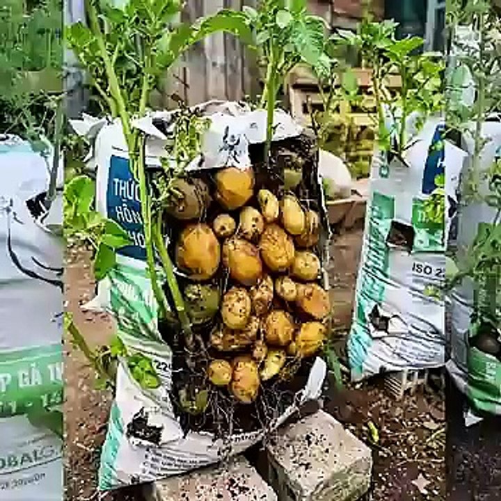 طريقة مبتكرة وذكية لزراعة البطاطس في أكياس الخيش بوفرة وبأقل مجهود 😮 #shorts