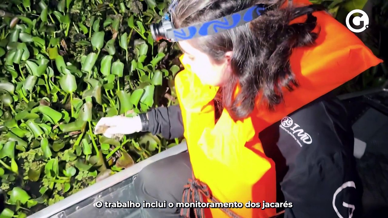 Jacaré-de-papo-amarelo: monitoramento para repovoar a espécie no ES