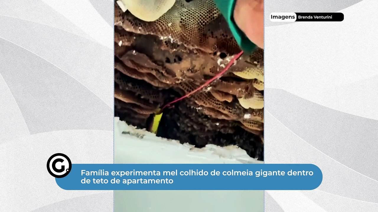 Família experimenta mel colhido de colmeia gigante dentro de teto de apartamento
