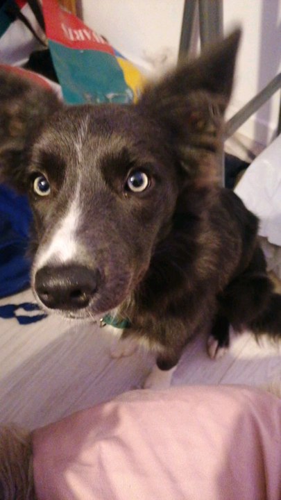 Mes animaux