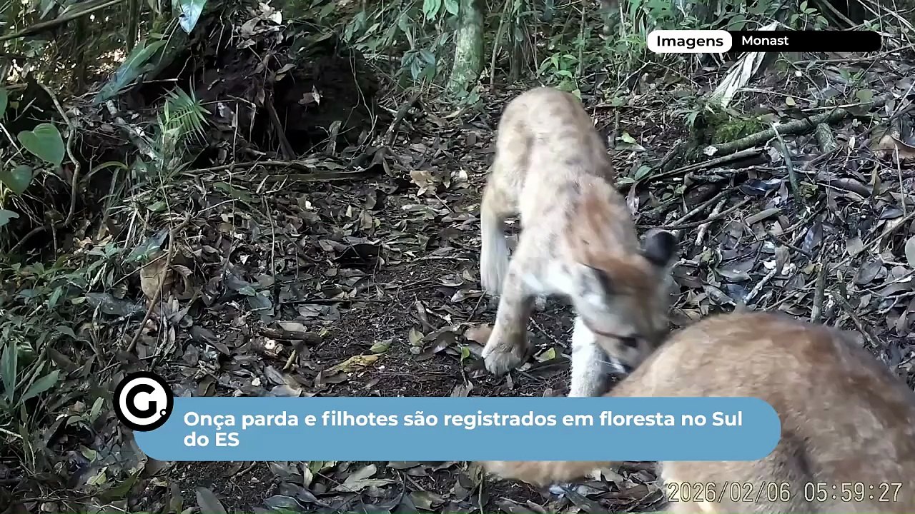 Onça Parda E Filhotes São Registrados Em Floresta No Sul Do ES