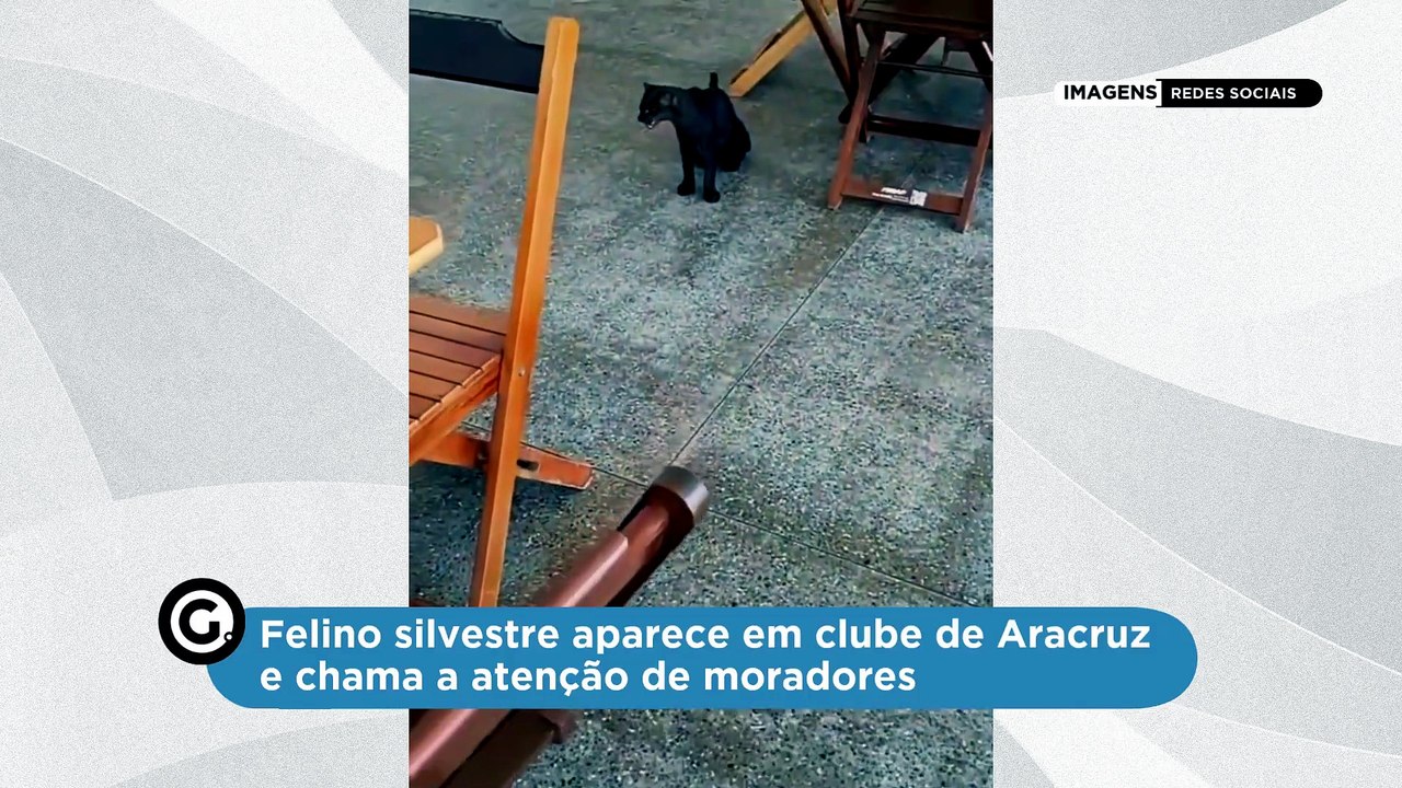 Felino silvestre aparece em clube de Aracruz e chama a atenção de moradores