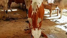 Seng Waly Bulls ne Khany Nahi Dia😲
