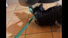 Agozzino Alfredo story con la piccola zaky