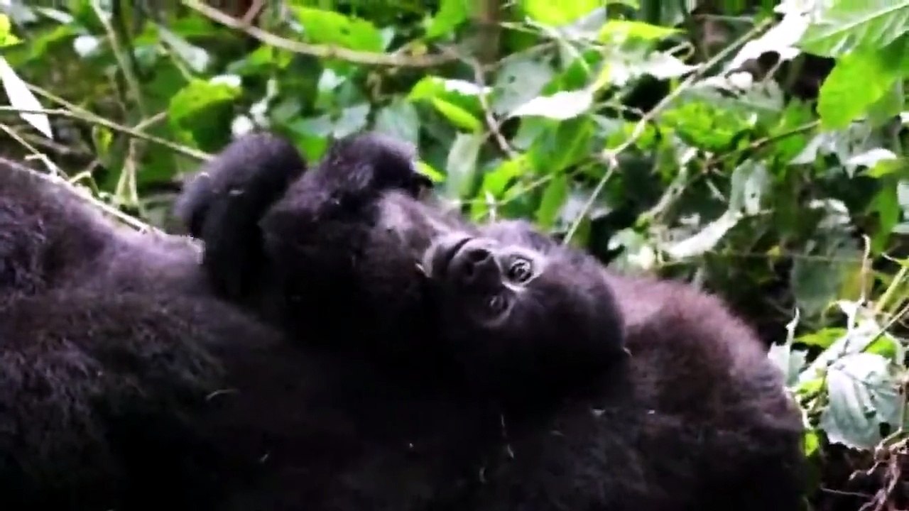 BABY ANIMALS