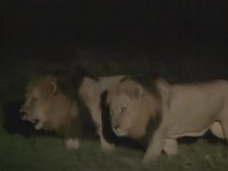 NATIONAL GEOGRAPHIC Lions et hyenes face a face mortel.1