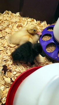 MTM samples the refreshments at her new home. | #SparklegleamFarm #DickVanDuck #MaryTylerMolt #DVD #MTM #farm #duck #farmanimals #soft #cute