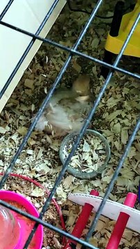 Scootaltoo sending woodchips flying, lol. | #SparklegleamFarm #Francisco #Scootaltoo #farm #chickens #farmanimals #soft #cute