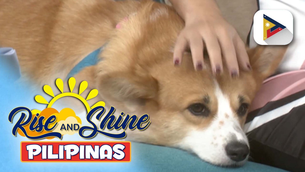 Wednesday Pet's Day | Snowy the Corgi