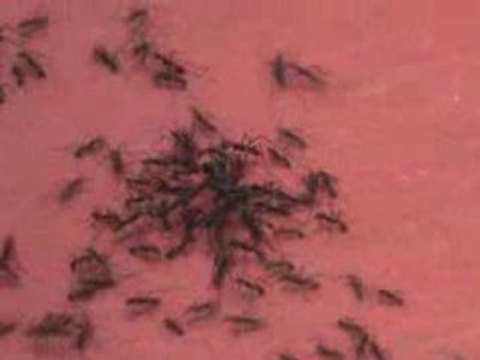 Ants devouring termites