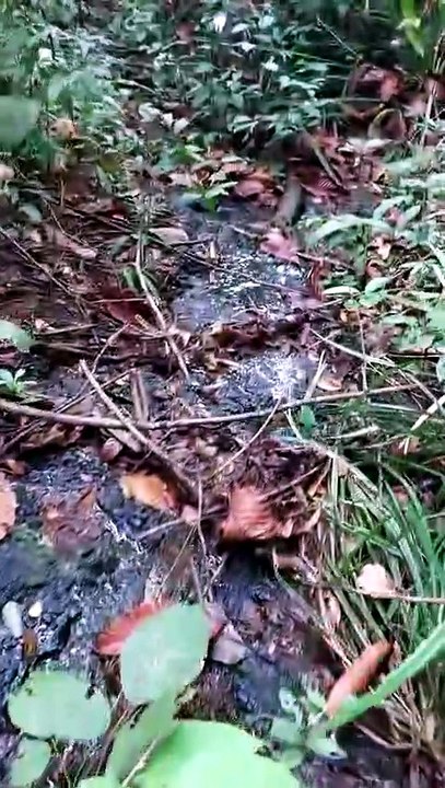 Natural Coal Formations Discovered in a Kalimantan Jungle Stream