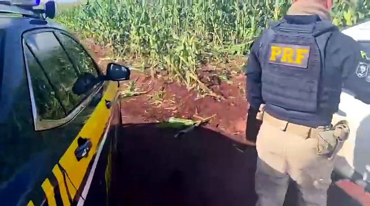 PRF apreende 625 quilos de maconha após perseguição em Engenheiro Beltrão