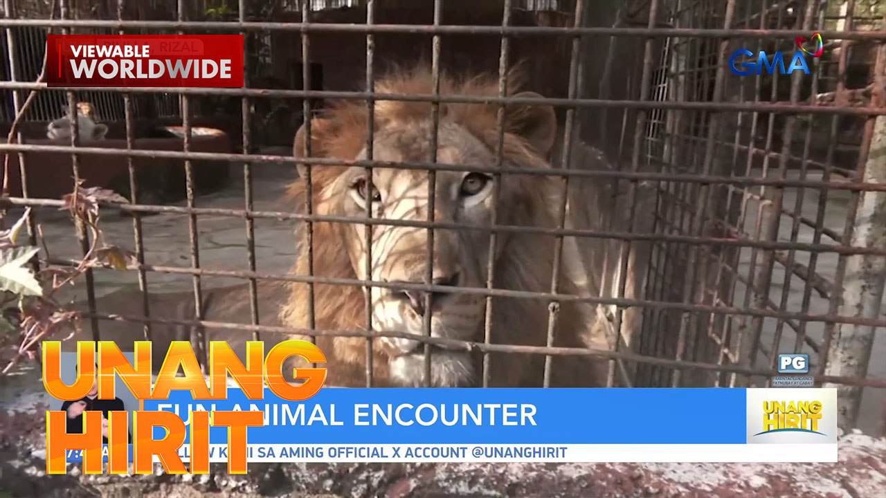 Fun animal encounter sa Rizal?! | Unang Hirit