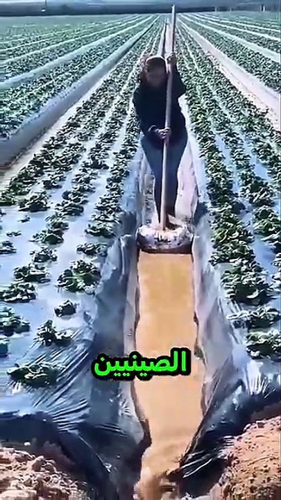المزارعون الصينيون يضعون أكياس ماء في الحقول لسبب عبقري 😱💧 #shorts