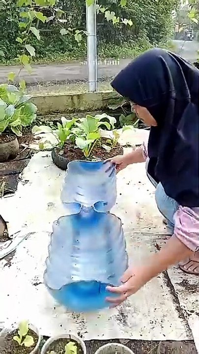 menanam kangkung di galon bekas