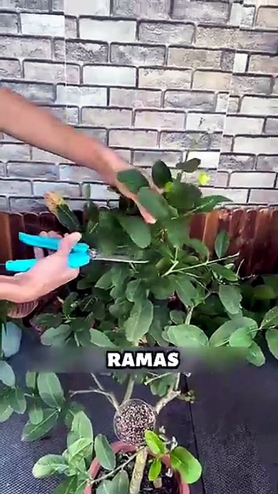 Multiplica tus LIMONES con una Bolsa 🍋 ¡Gratis!
